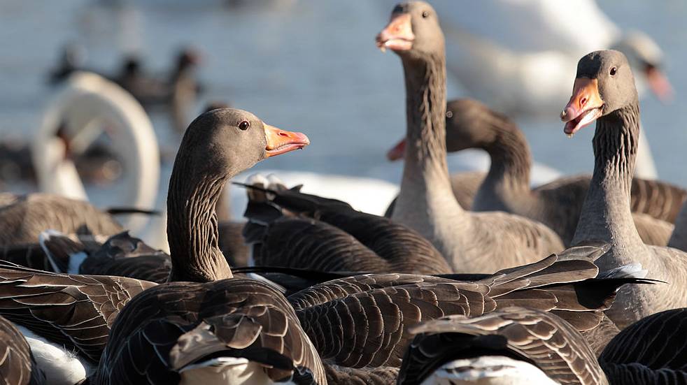 Geese on a lake